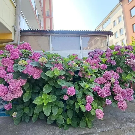 Πανσιόν Family California 3*